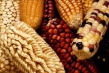 Closeup of a pile of indigenous corn